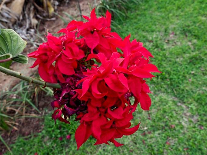 Poinsettia Family Cottage ヘイジービュー エクステリア 写真
